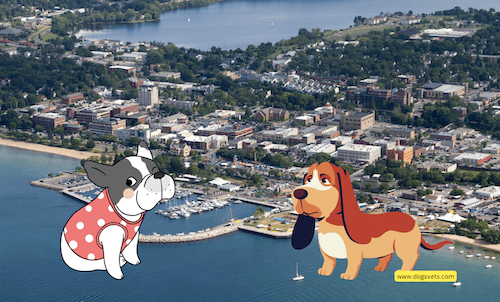 Dog-Friendly Vacation Destinations in Traverse City, Michigan